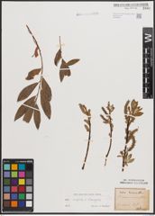 Foto von Salix caprea L. x Salix eleagnos Scop.